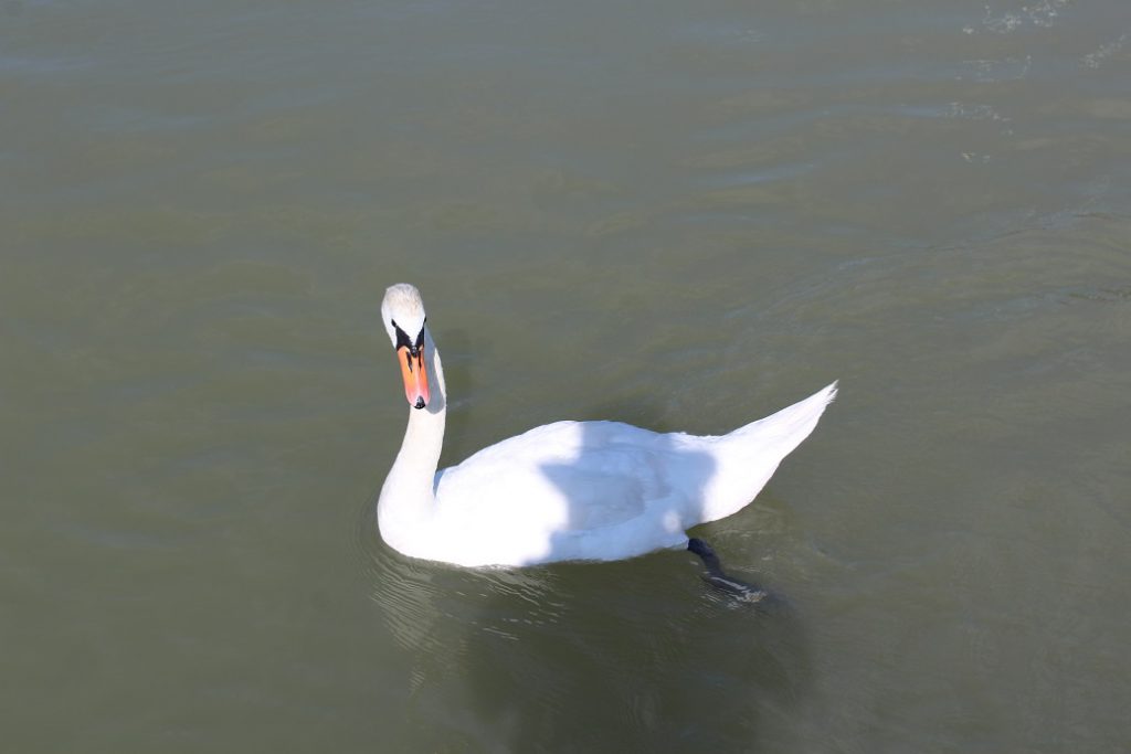 A swan in the Danube check out the Backroads bikers riding past