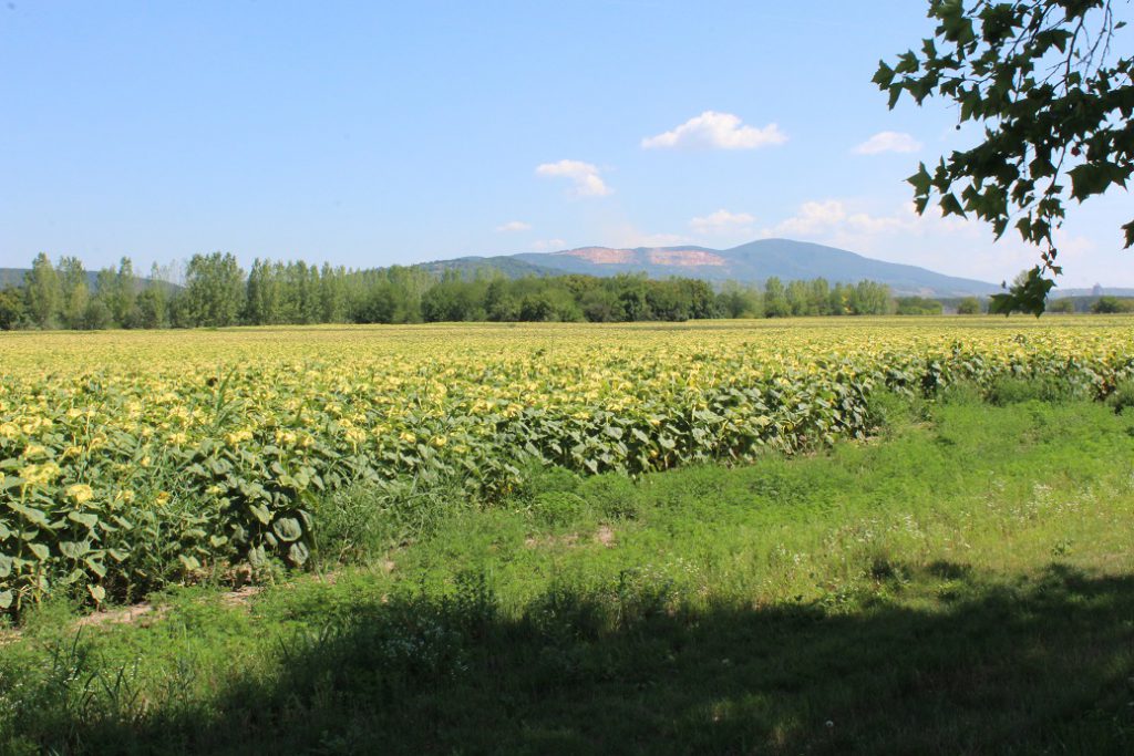 Fields of sunflowers along the Danube