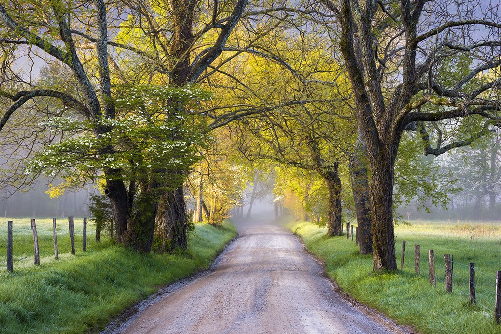 While driving through Gatlinburg and into the Smokies, take note of the national park’s many trees — a third of which are more than 100 years old