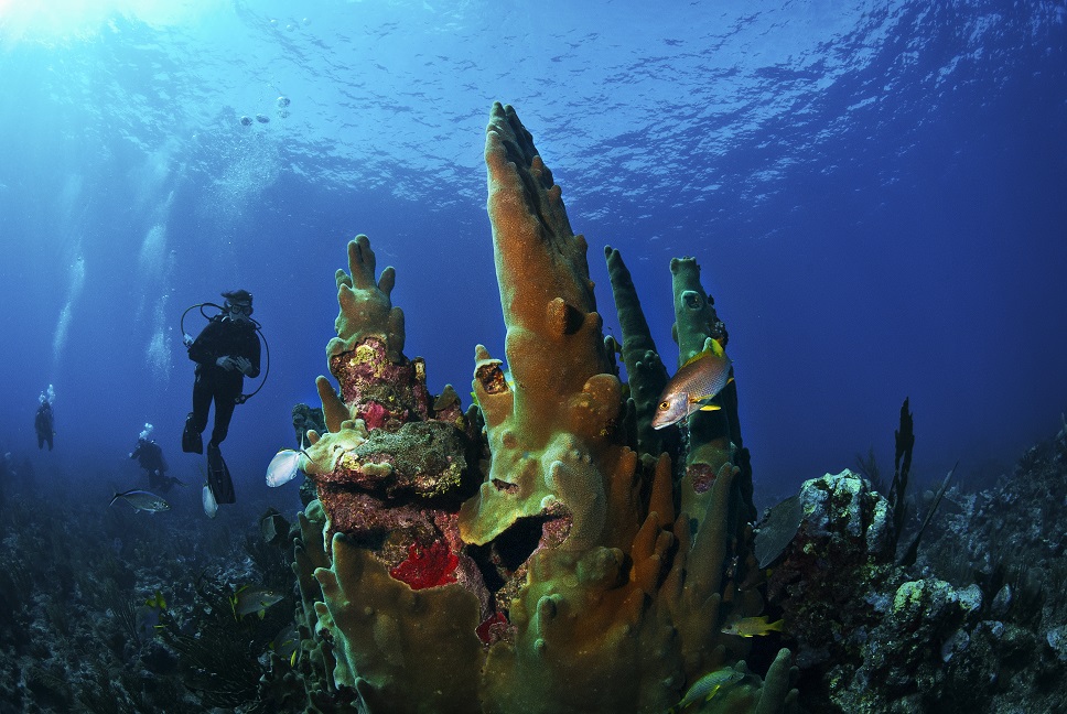 Scuba Diving. Hol Chan, Reef, Central Coast
