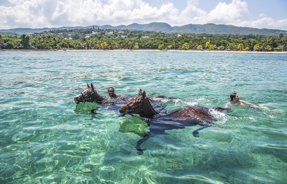 Swimming with horses is a popular activity offered by the Equestrian Centre at Half Moon Resort in Montego Bay, Jamaica