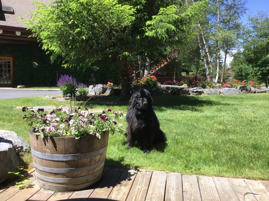 Our new friend Rosie one of the resident dogs of Flathead Lake Lodge