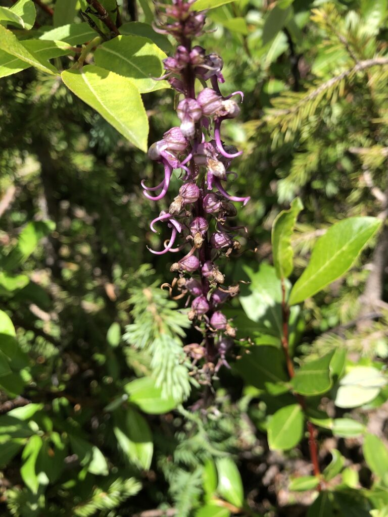 Elephant Head wildflowers - see the resemblance?