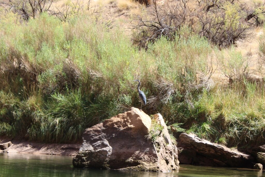 One of many Great Blue Herons we spotted in the Grand Canyon